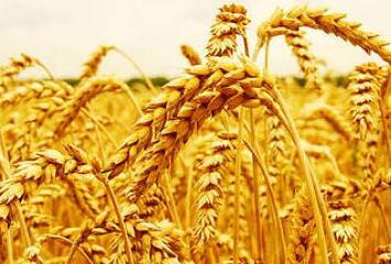 New enzyme helps producers of vital wheat gluten get more out of their wheat