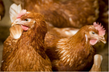 COMPREHENSIVE ENZYME APPROACH IN IMPROVING NUTRIENT AND ECONOMIC EFFICIENCY IN BROILERS
